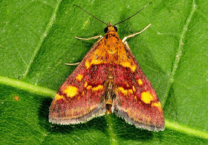 falena da identificare 2 - Pyrausta aurata, Crambidae